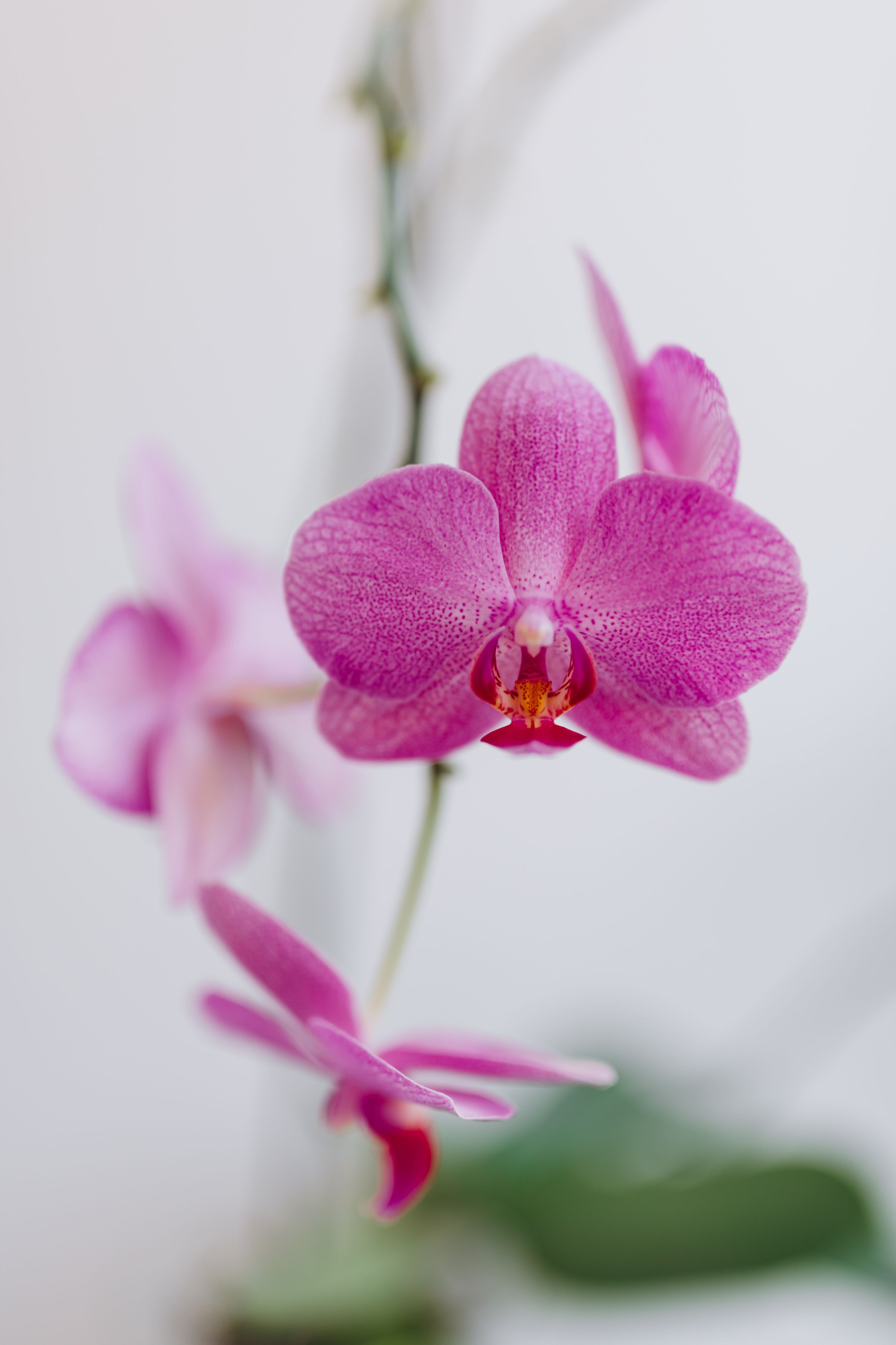 Pink orchid blossoms